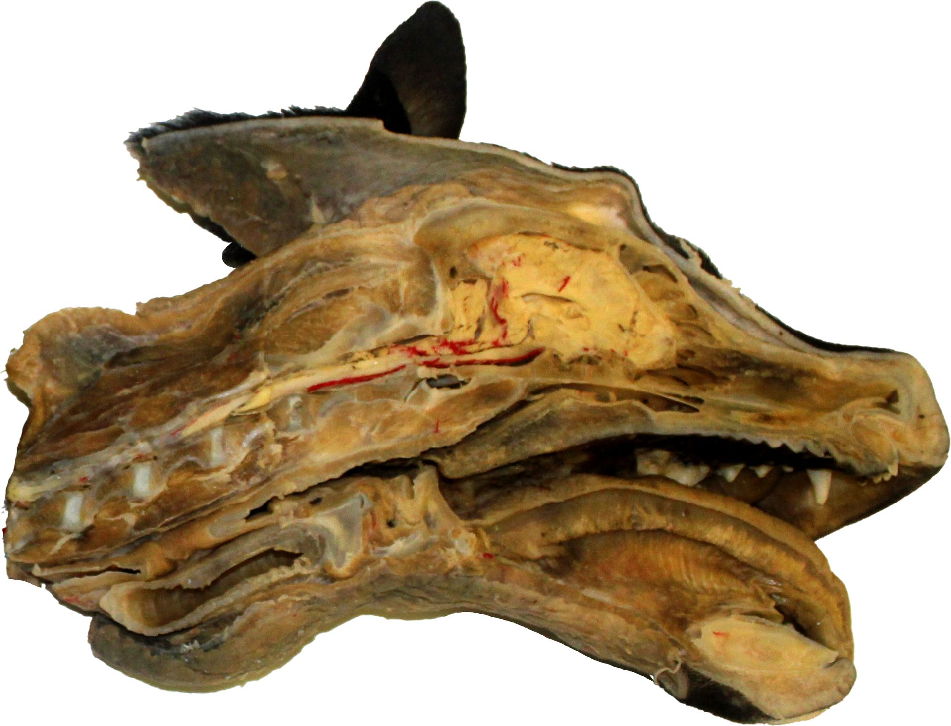 Sagittal section of a Dog's head (one half)