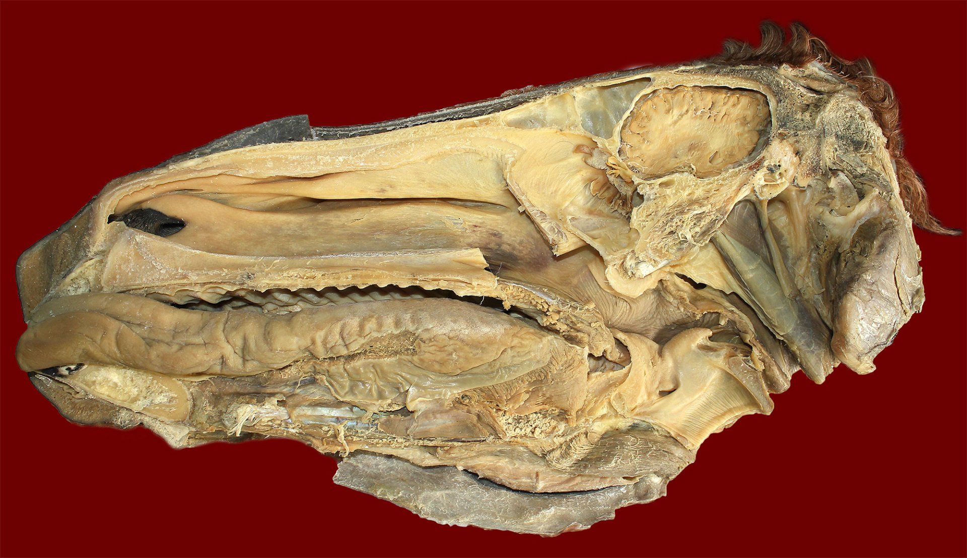 Sagittal Section of Horse Head