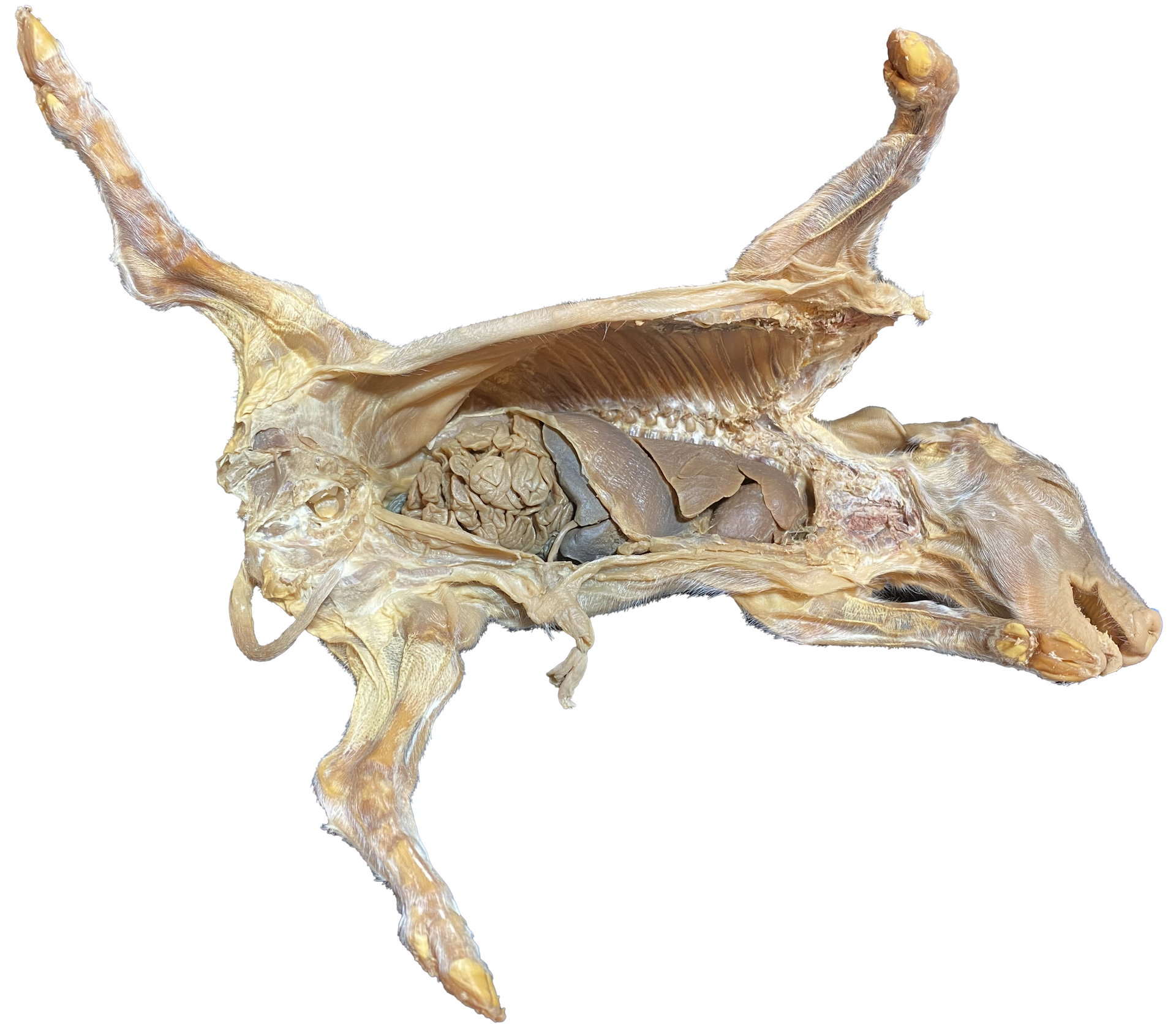Fetal Pig E-Plastinated model