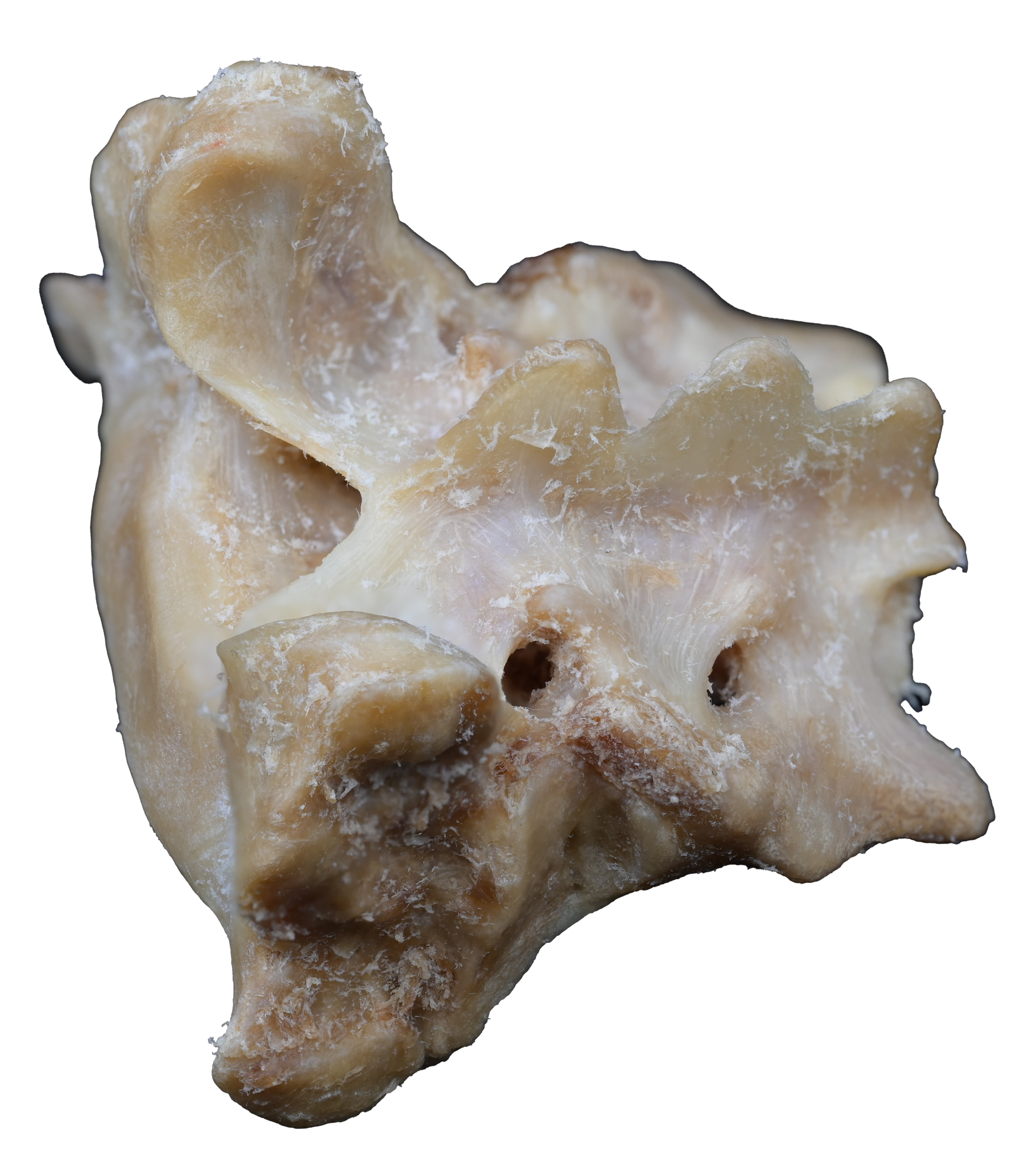 Canine Pelvic Limb Bone Box