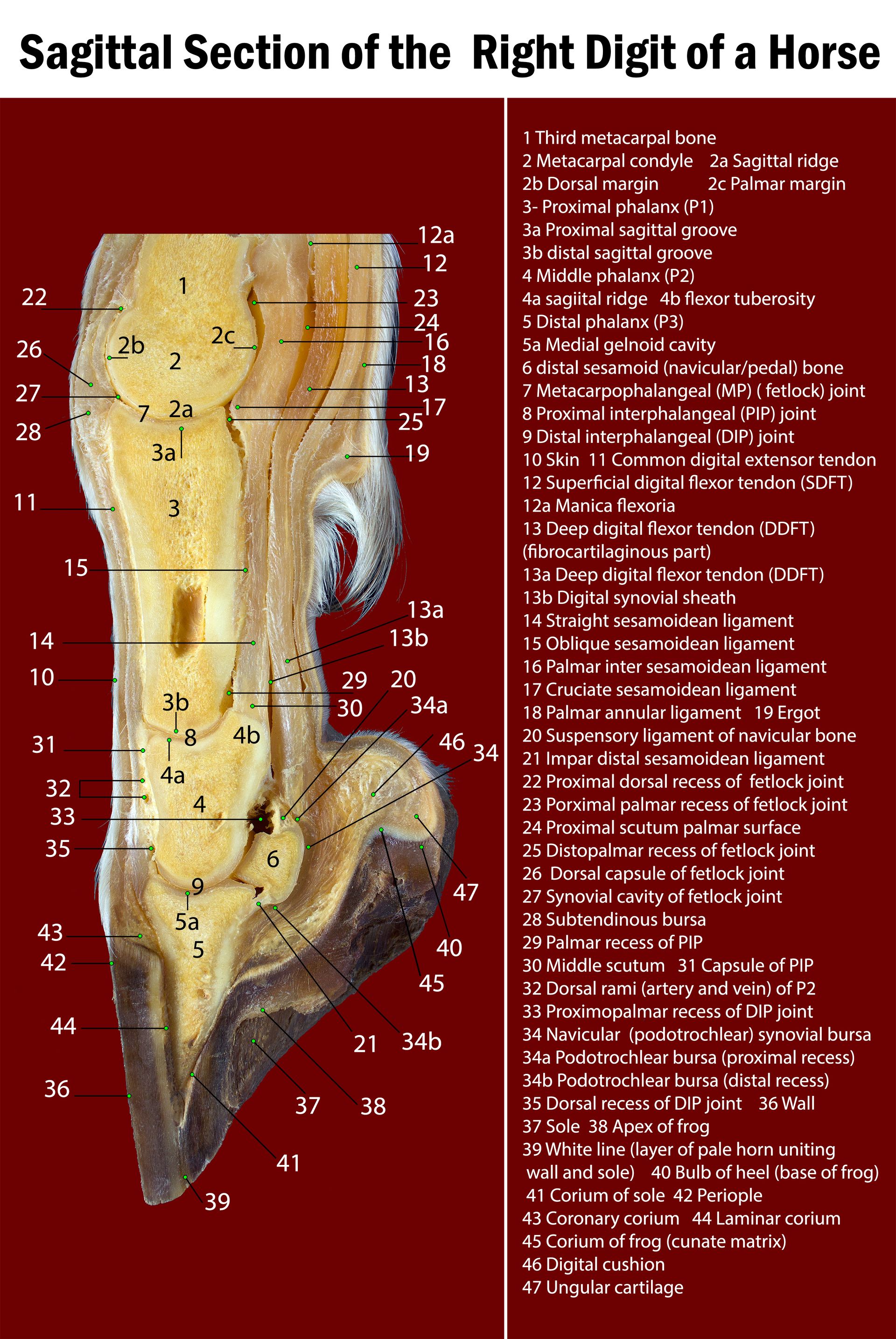 Equine Distal Limb Sagittal Section