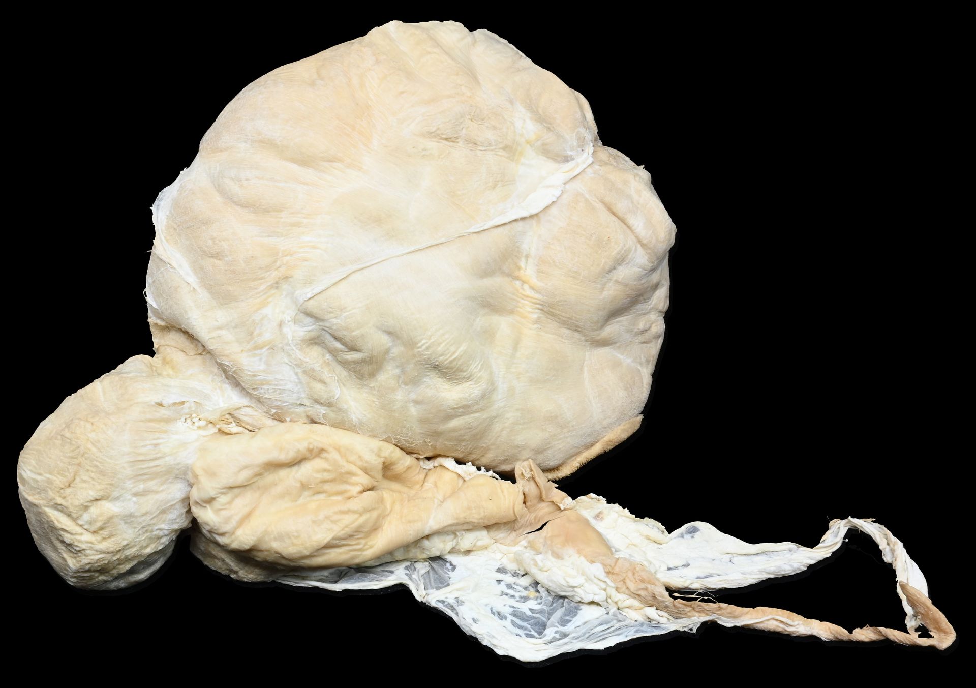Plastinated Stomach Model of Small Ruminants