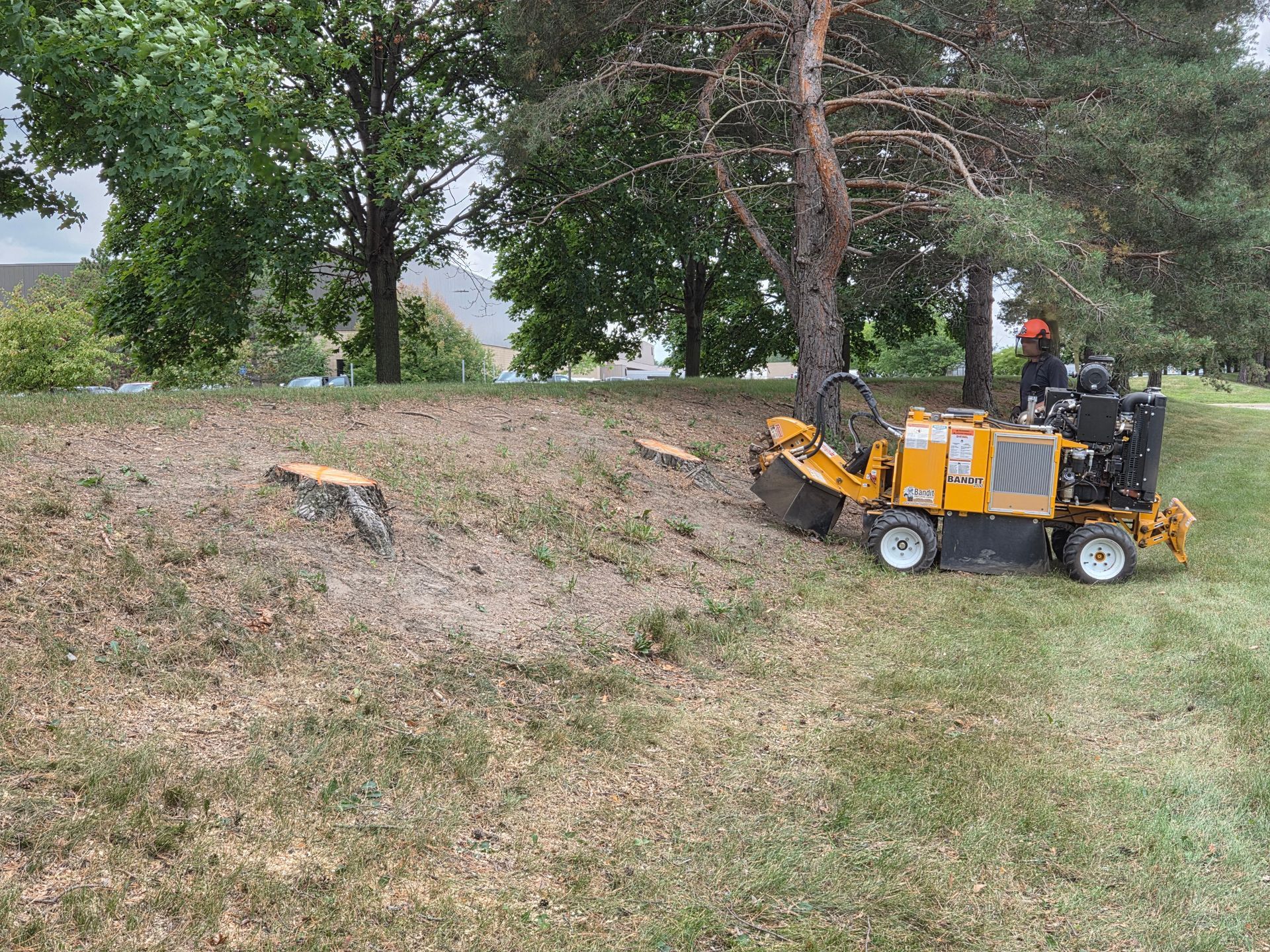 Grinding nine pine stumps in a commercial area in Madison Heights, MI.