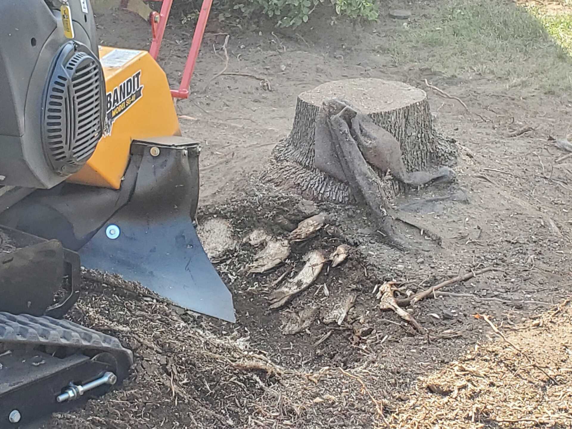 A stump grinder is being used to remove a tree stump.