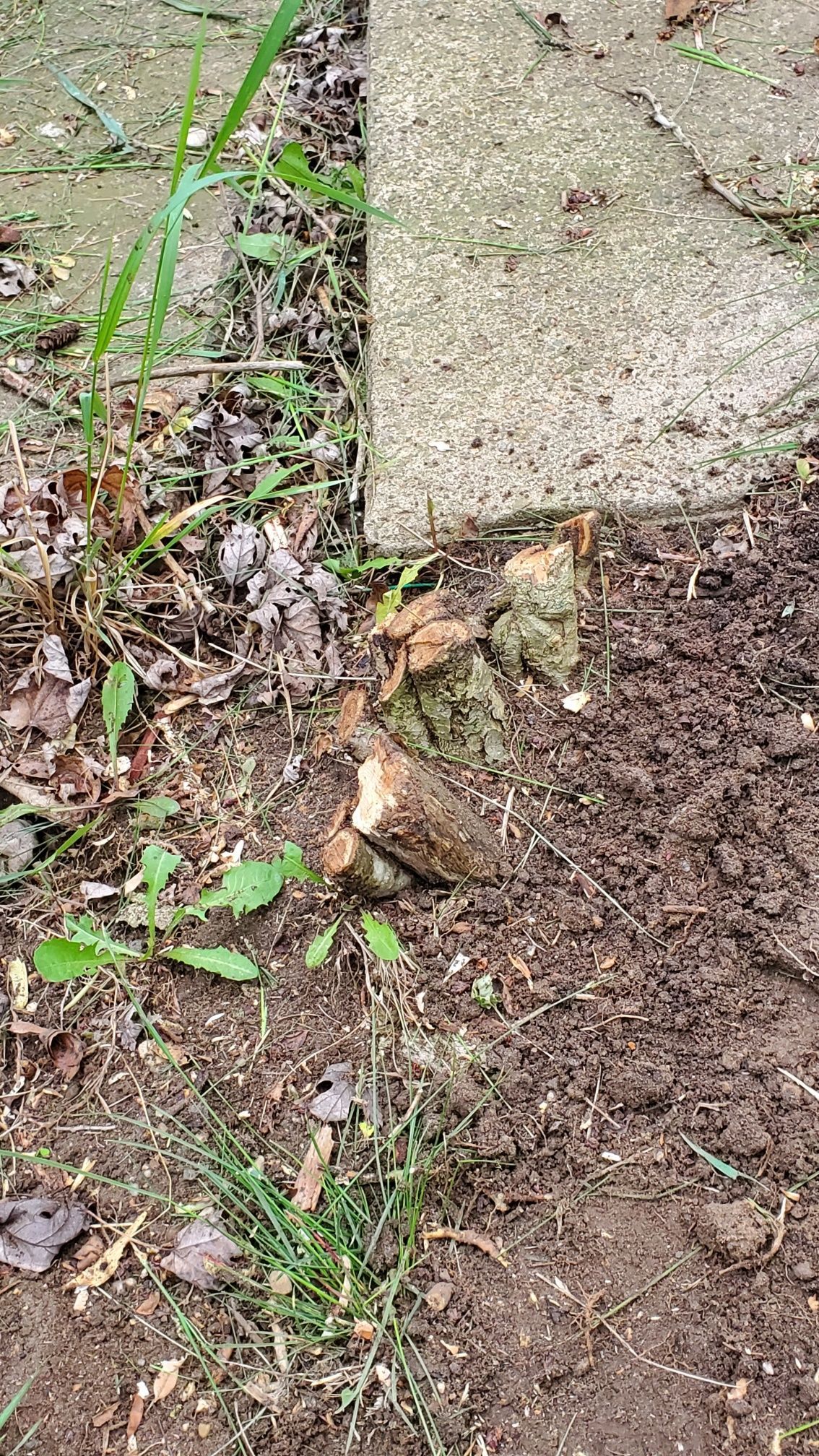Stumps inaccessible with stump grinder