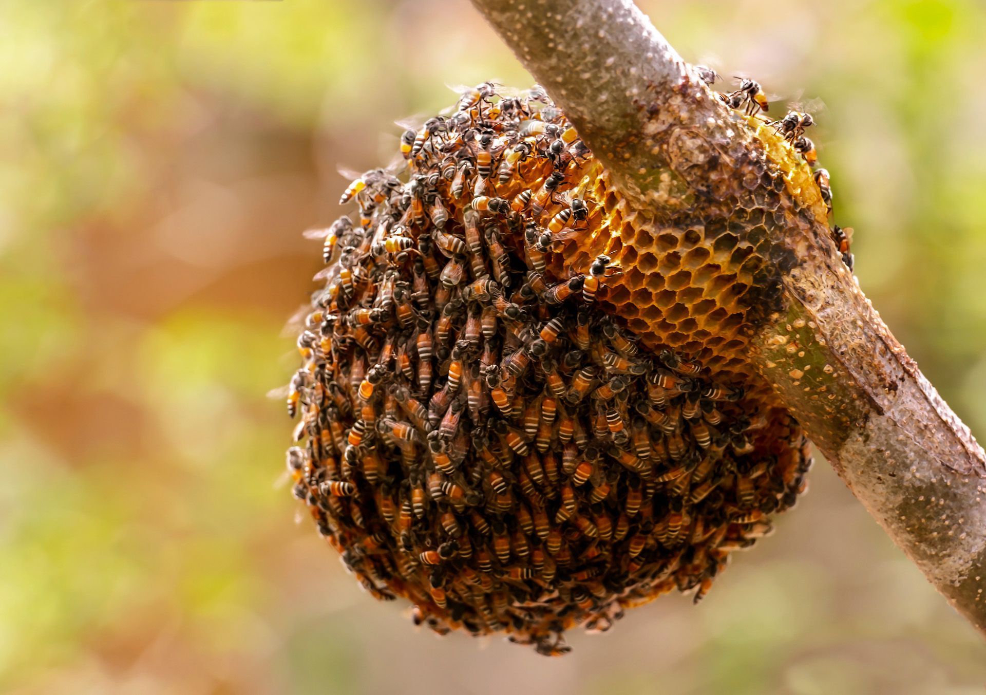 A close up of a beehive hanging from a tree branch.