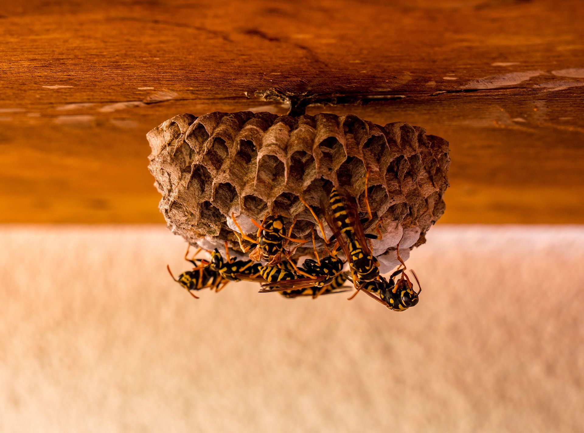 A close up of a wasp nest hanging from the ceiling.