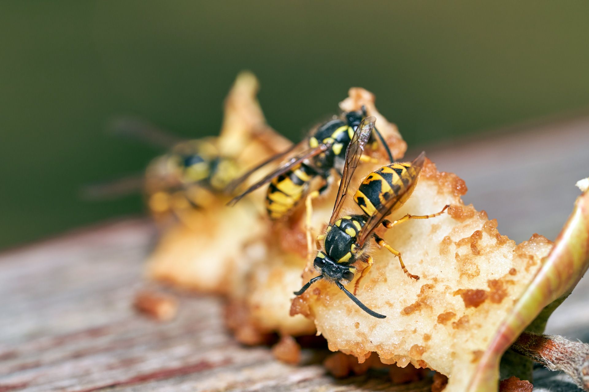 Two wasps are eating a piece of apple on a wooden table.