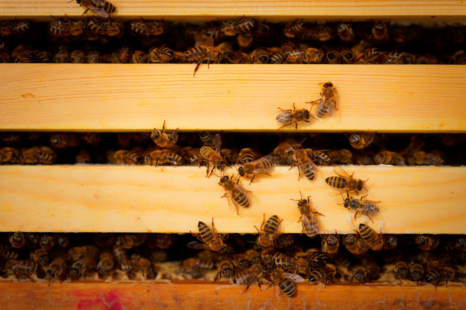 A bunch of bees are sitting on a wooden shelf.