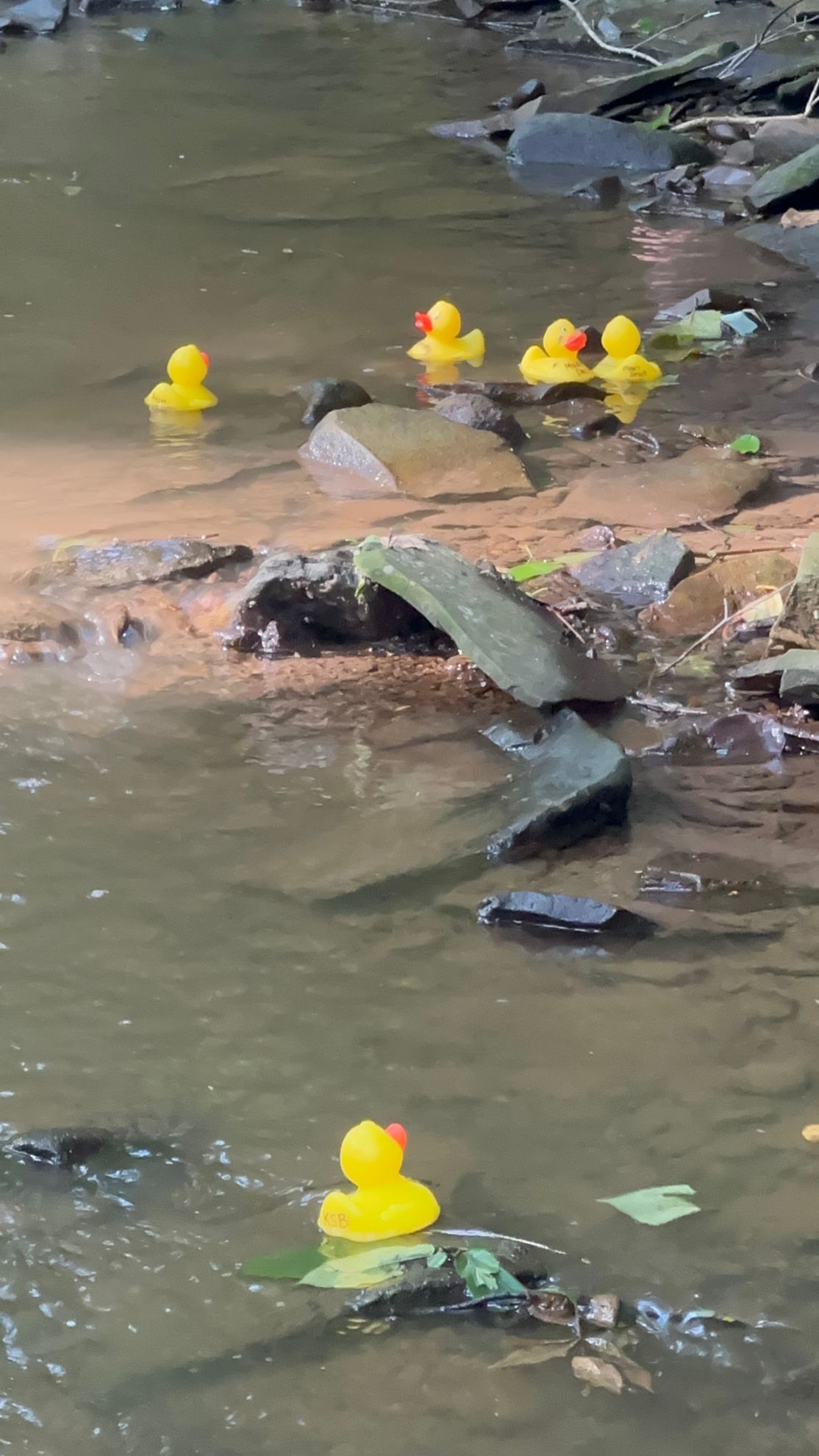 Yellow rubber ducks float in a stream with rocks and greenery.