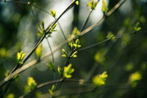 Close-up of tree branches with small, bright green leaves budding in springtime.