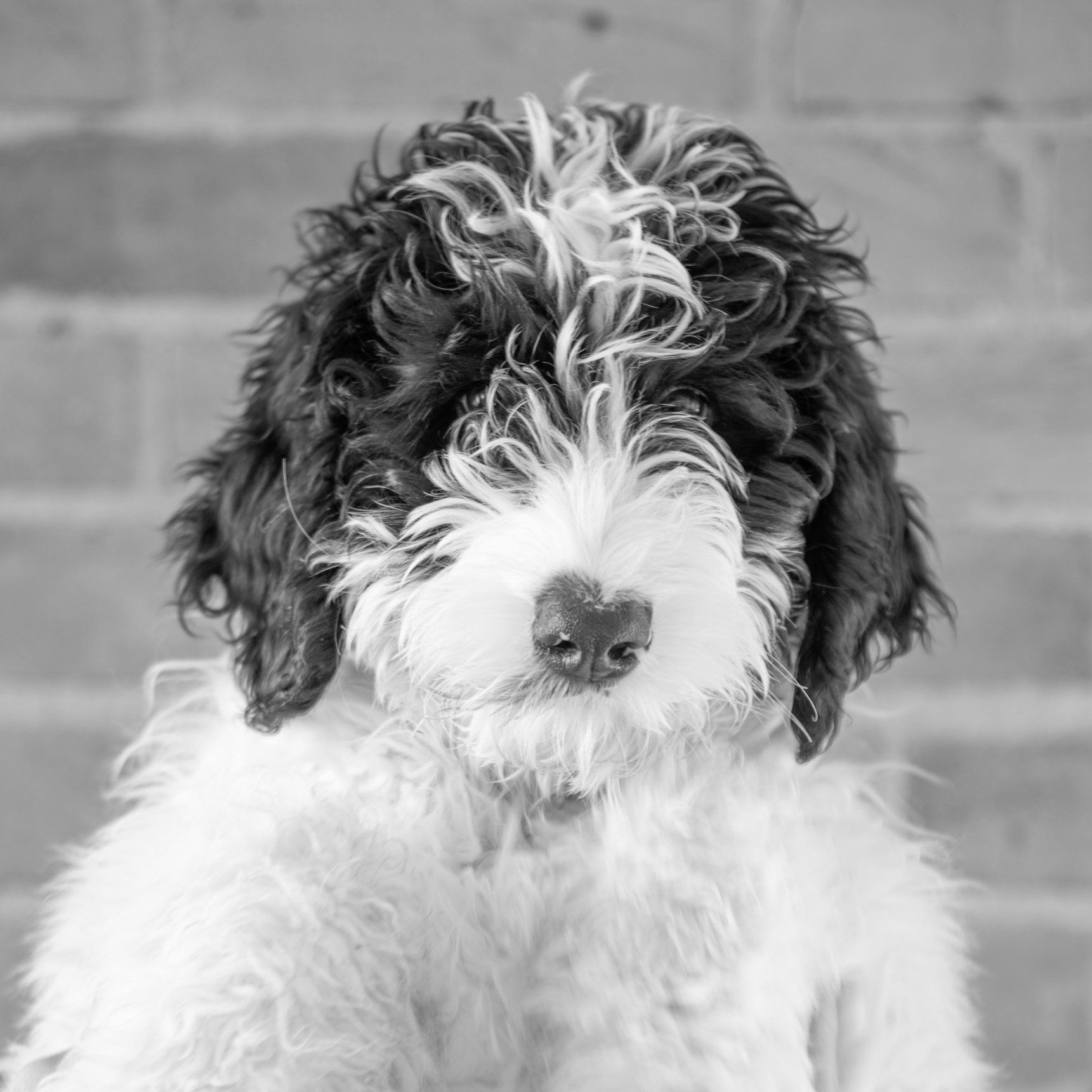 resume photo gus