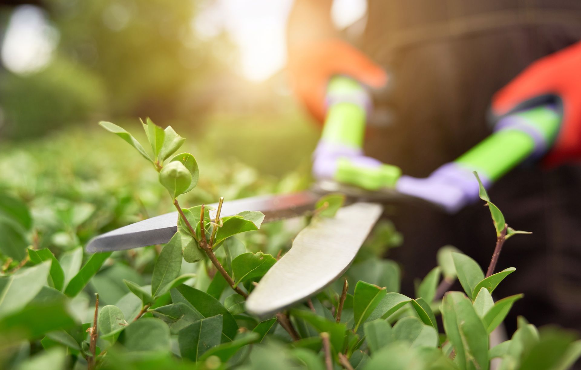 a person is cutting a bush with a pair of scissors .