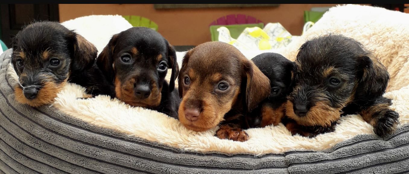 cuccioli bassotto