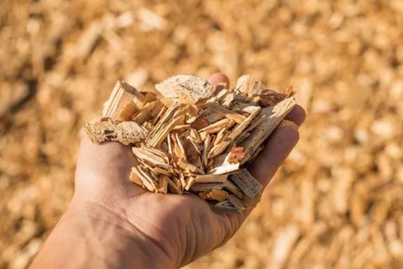 softwood chips