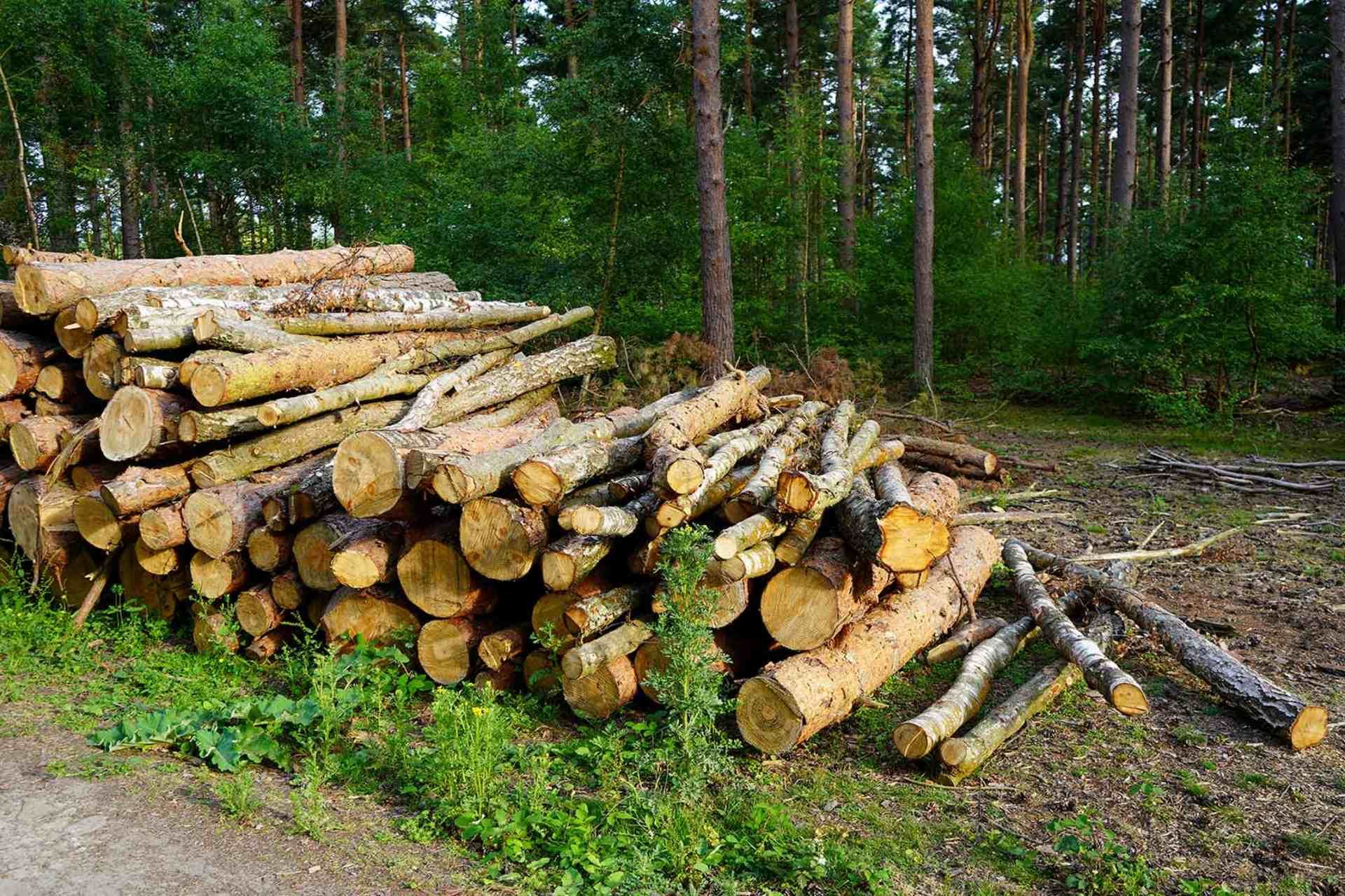 wood logs