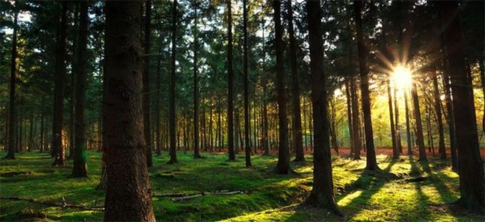 forests