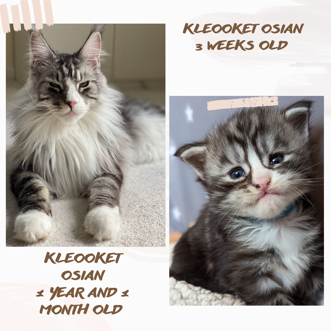 maine coon