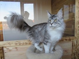maine coon cats