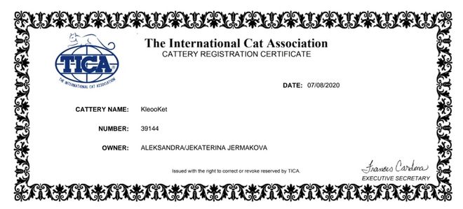 maine coon cats