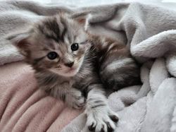 maine coon cats