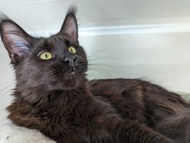 maine coon cats