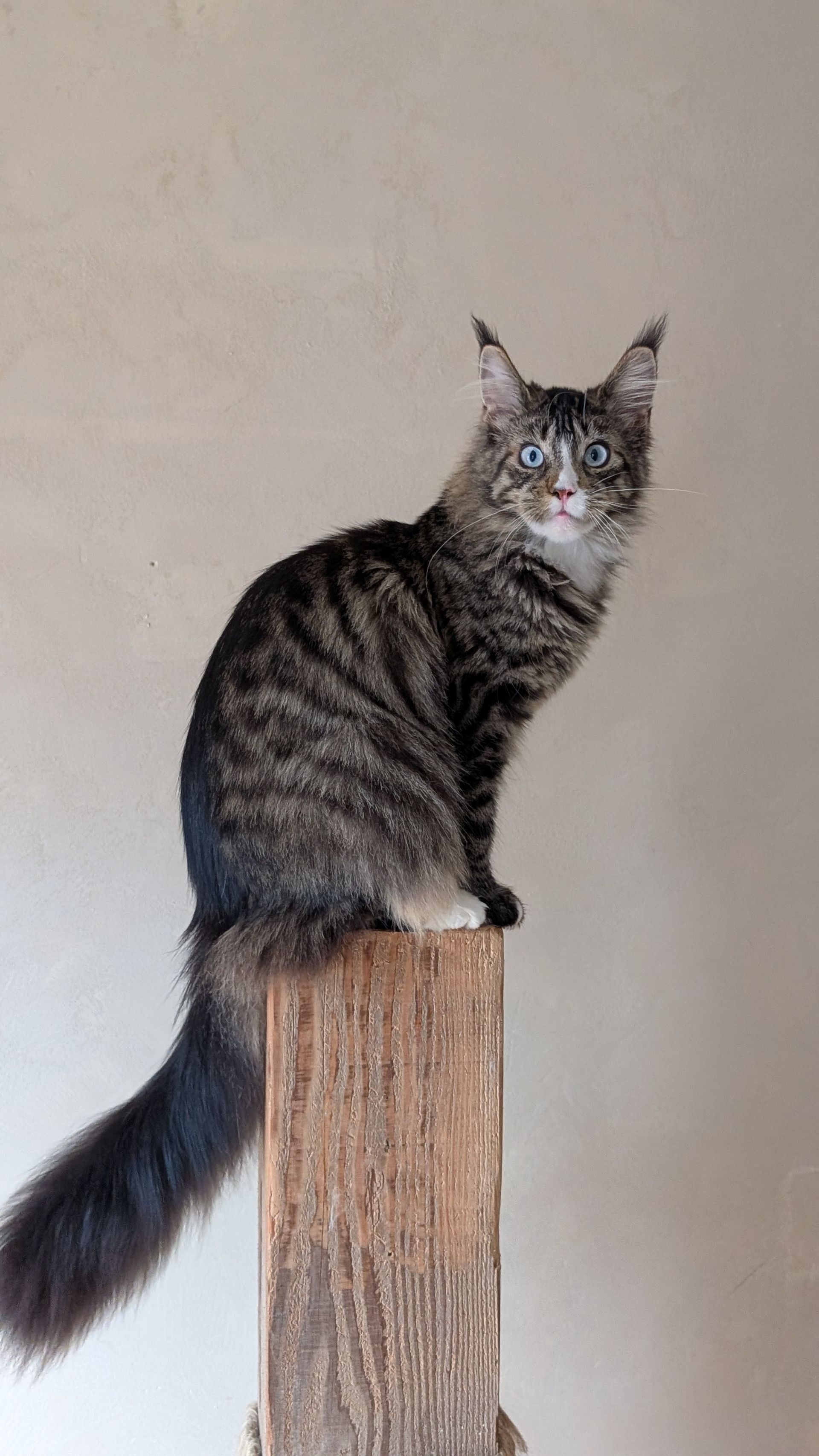 maine coon kittens for sale