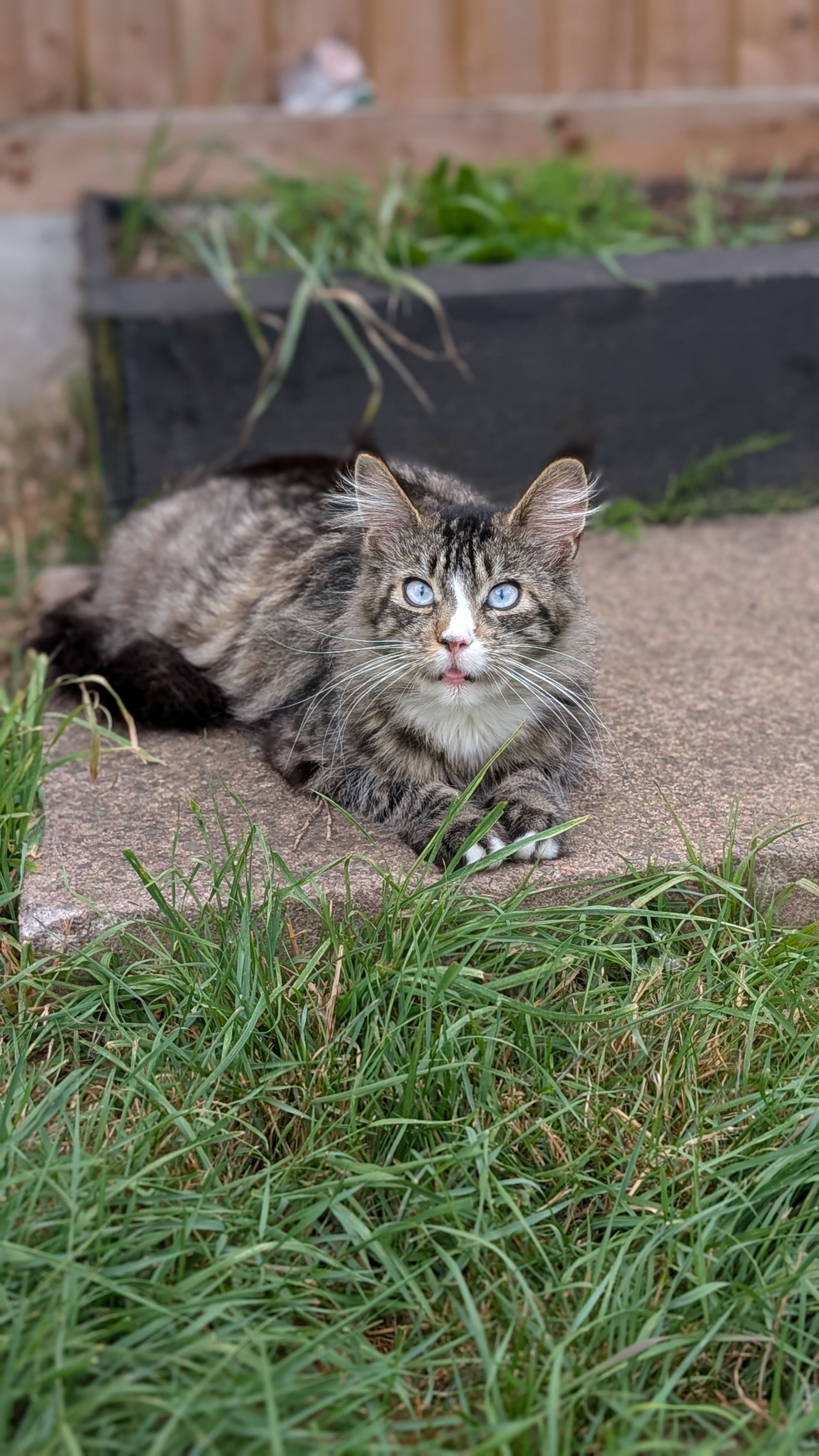 kittens for sale