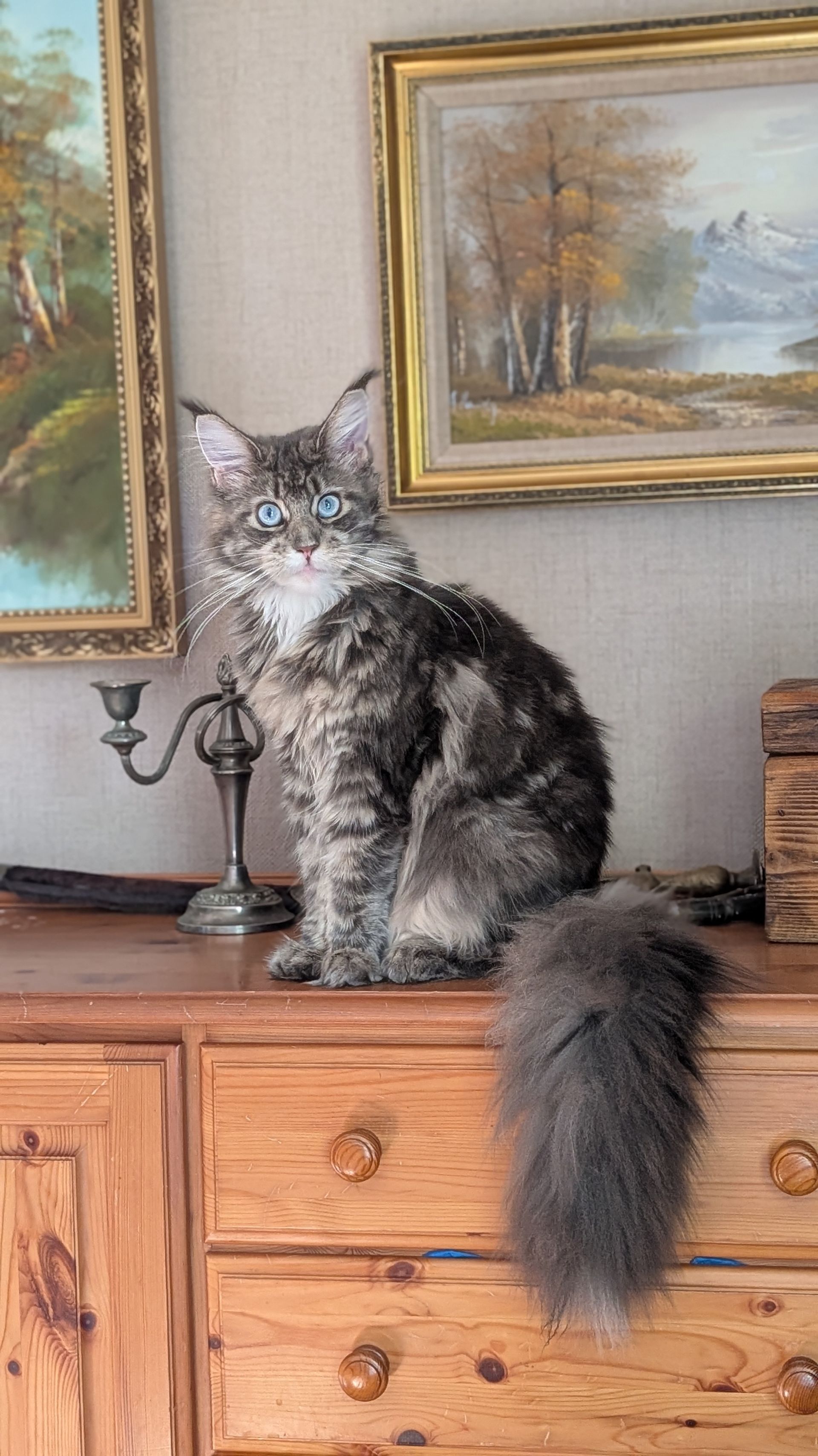 kittens for sale