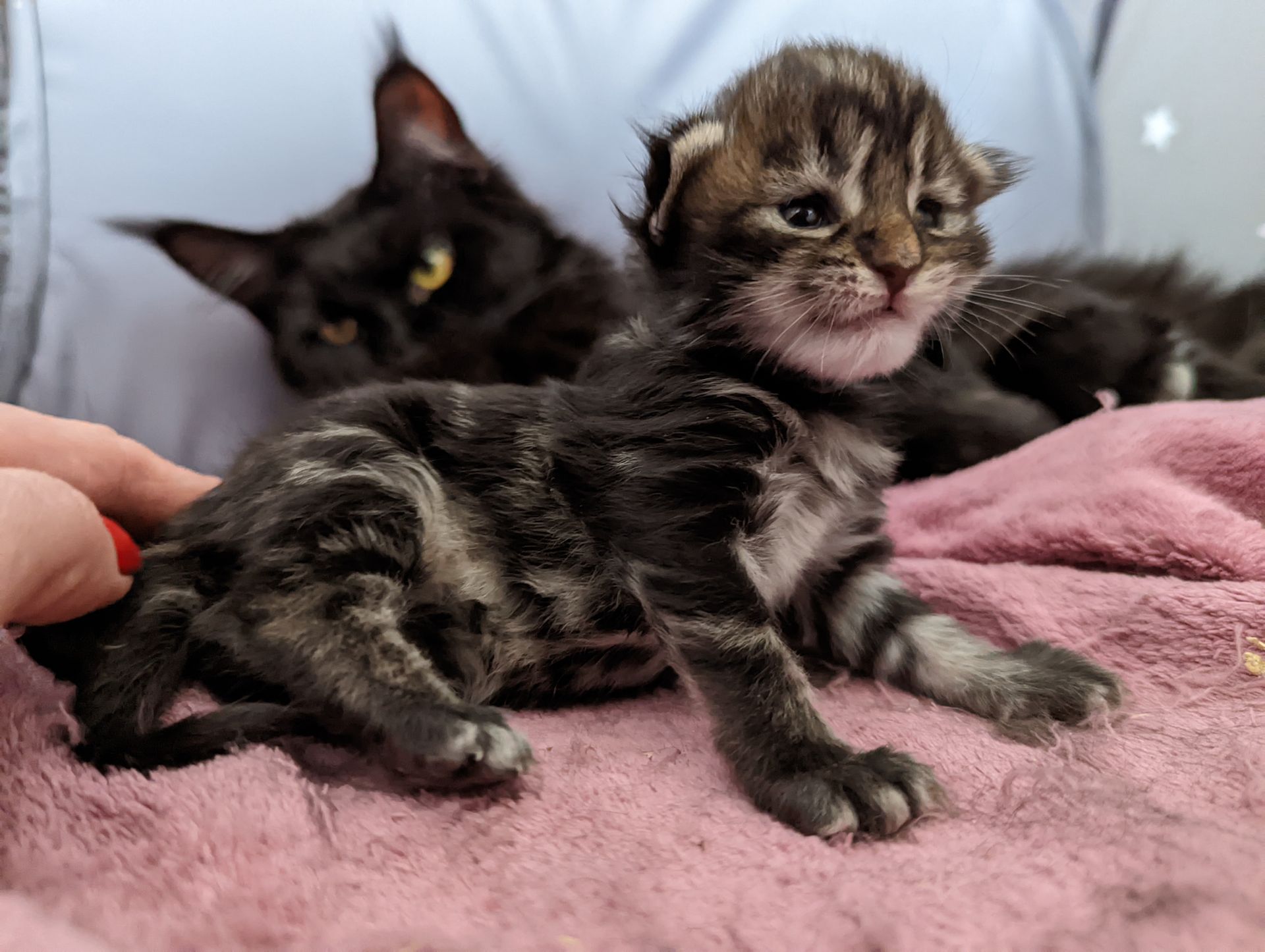 maine coon
