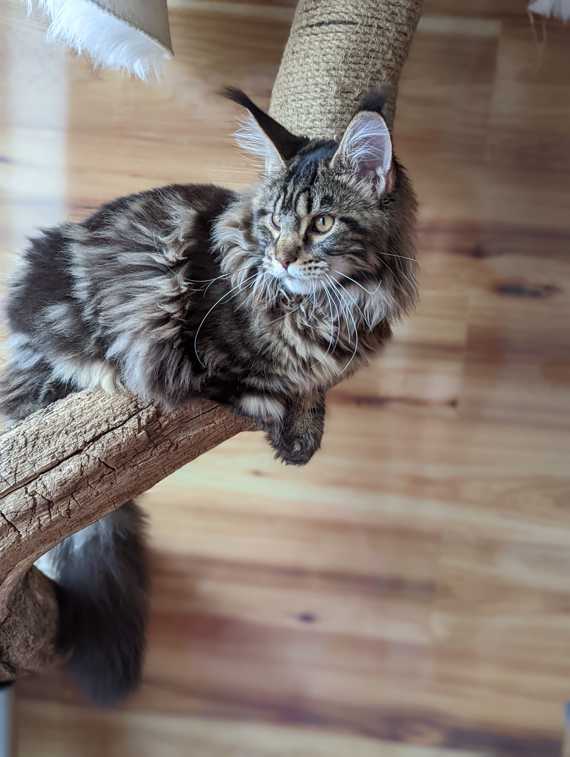 maine coon