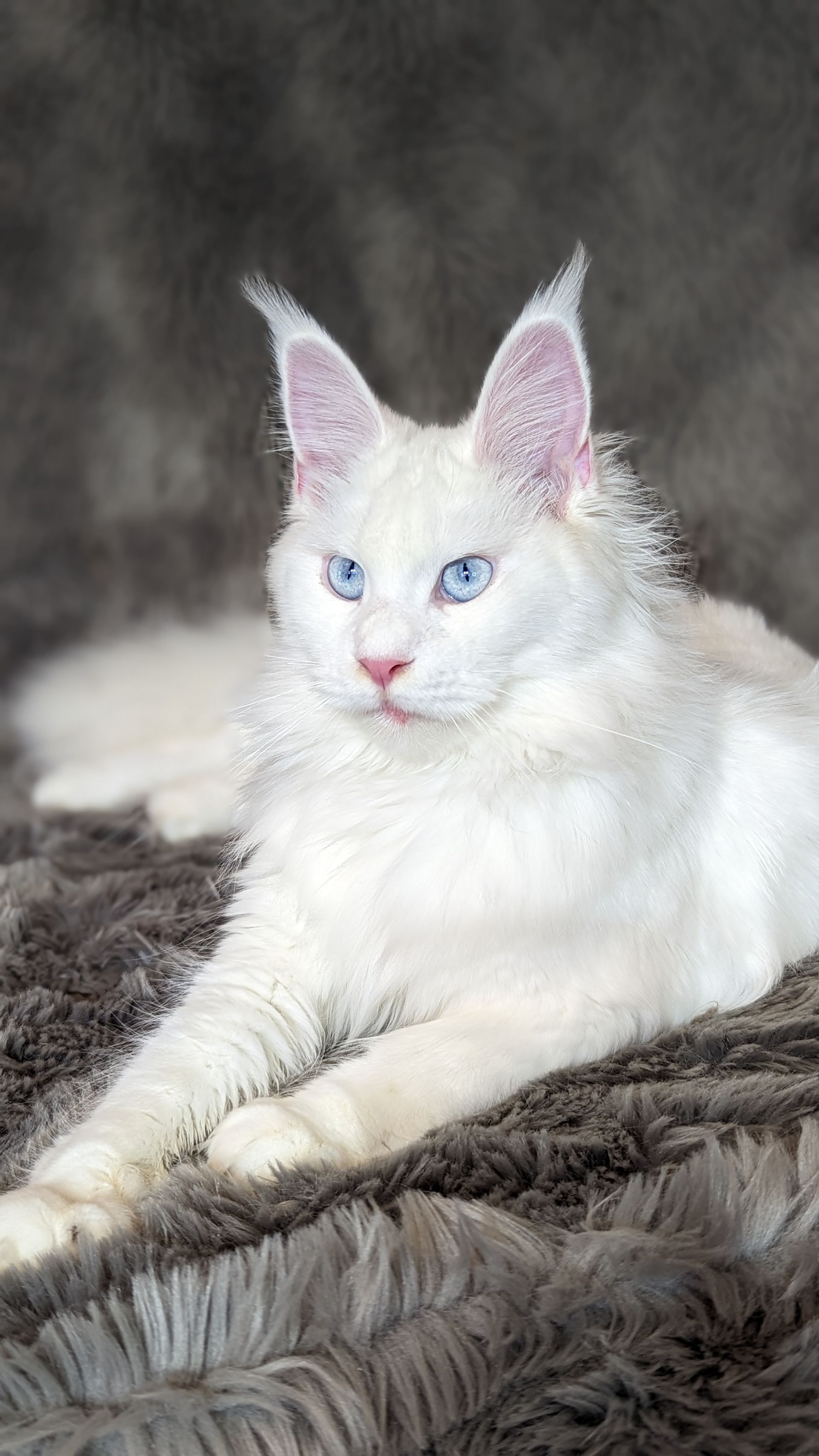 maine coon