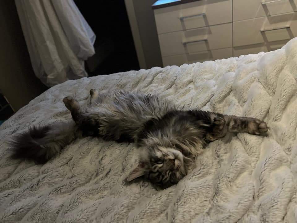 maine coon