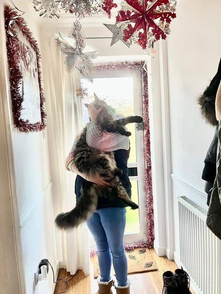 maine coon