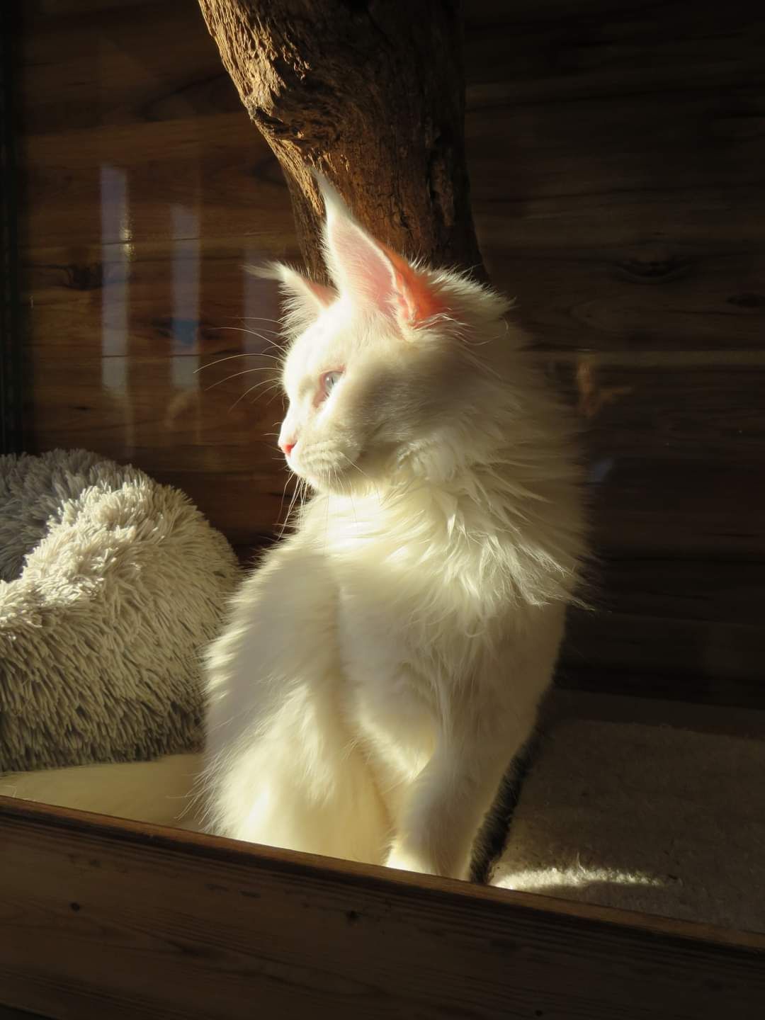 maine coon