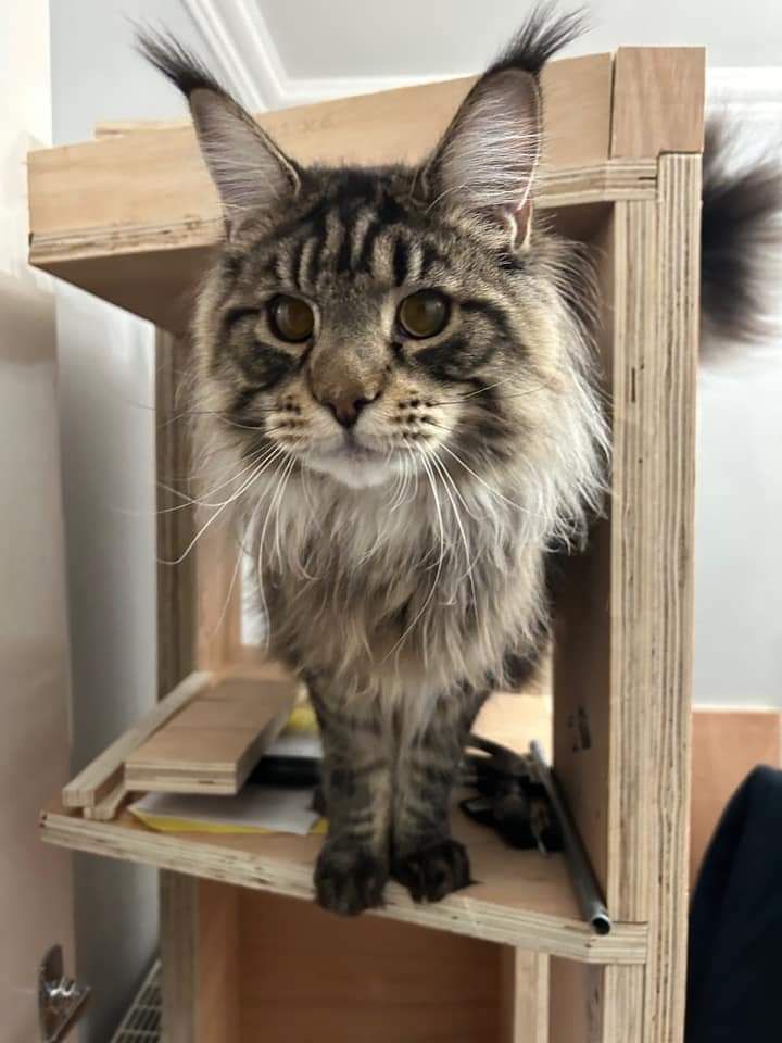 maine coon