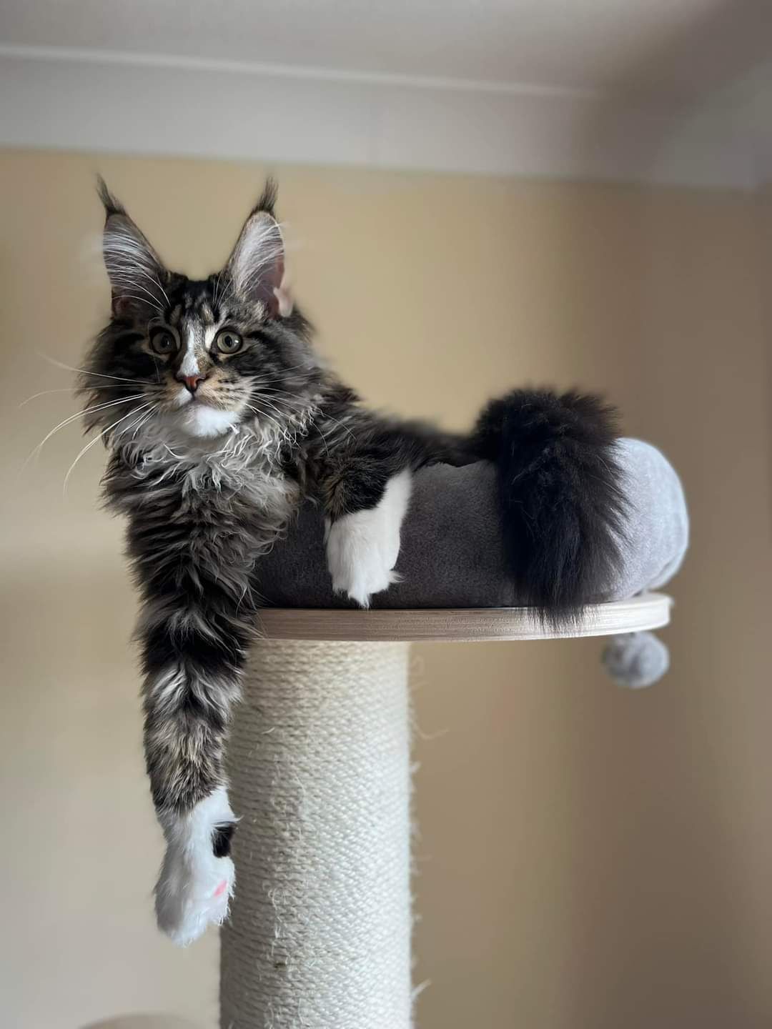 maine coon