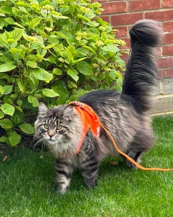 maine coon