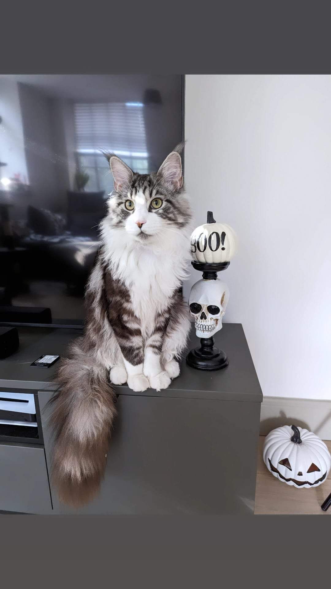 maine coon