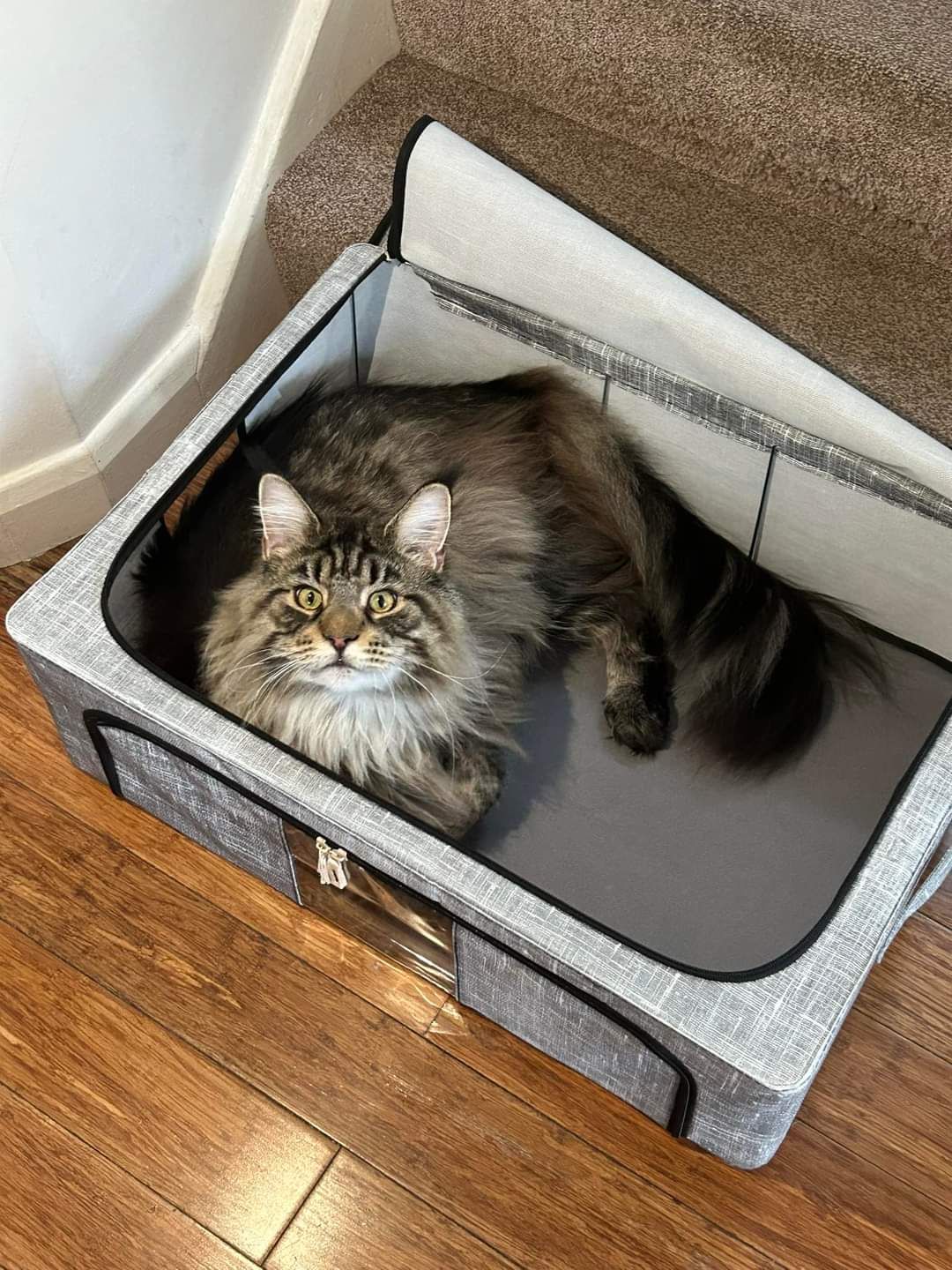 maine coon