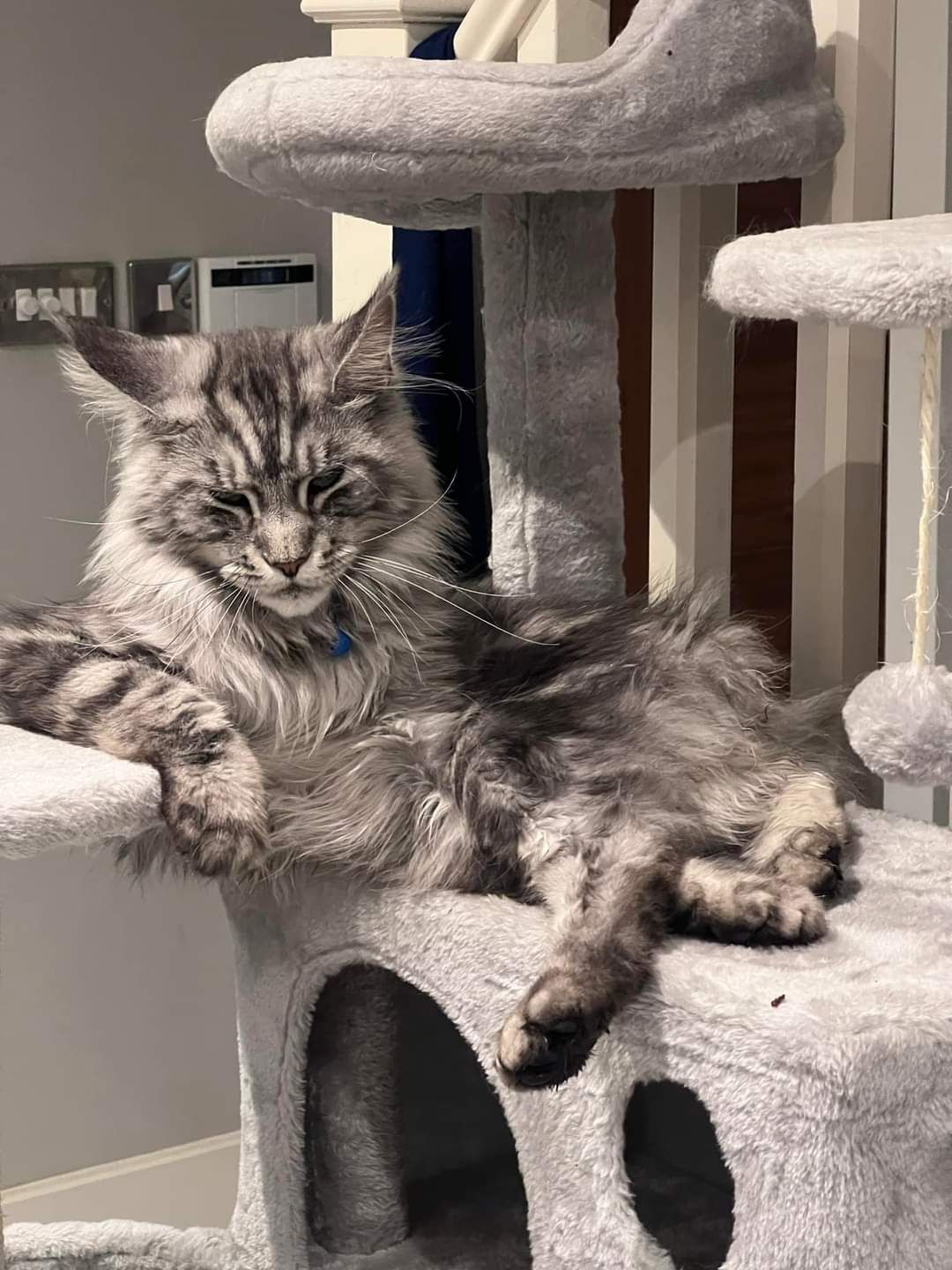 maine coon