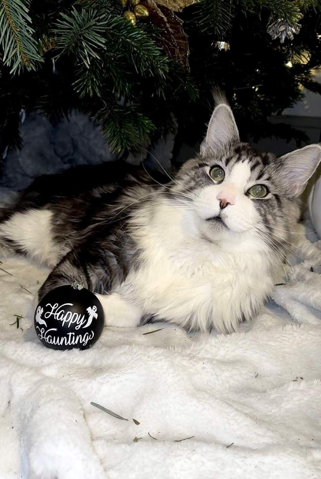 Fluffy Cat