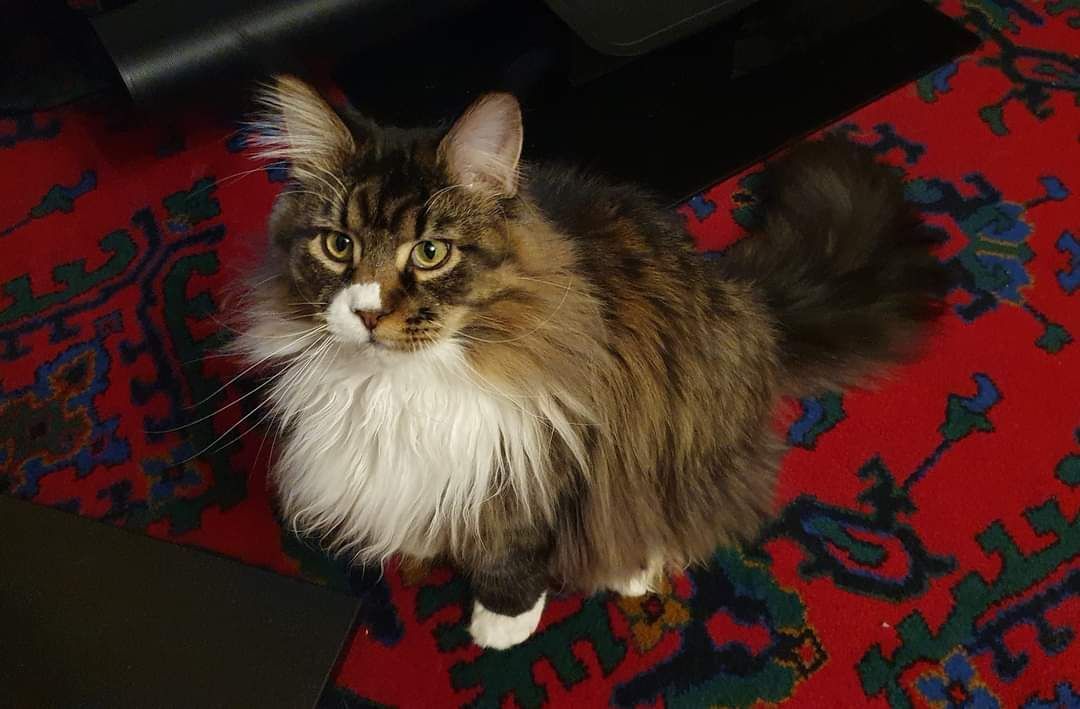 maine coon