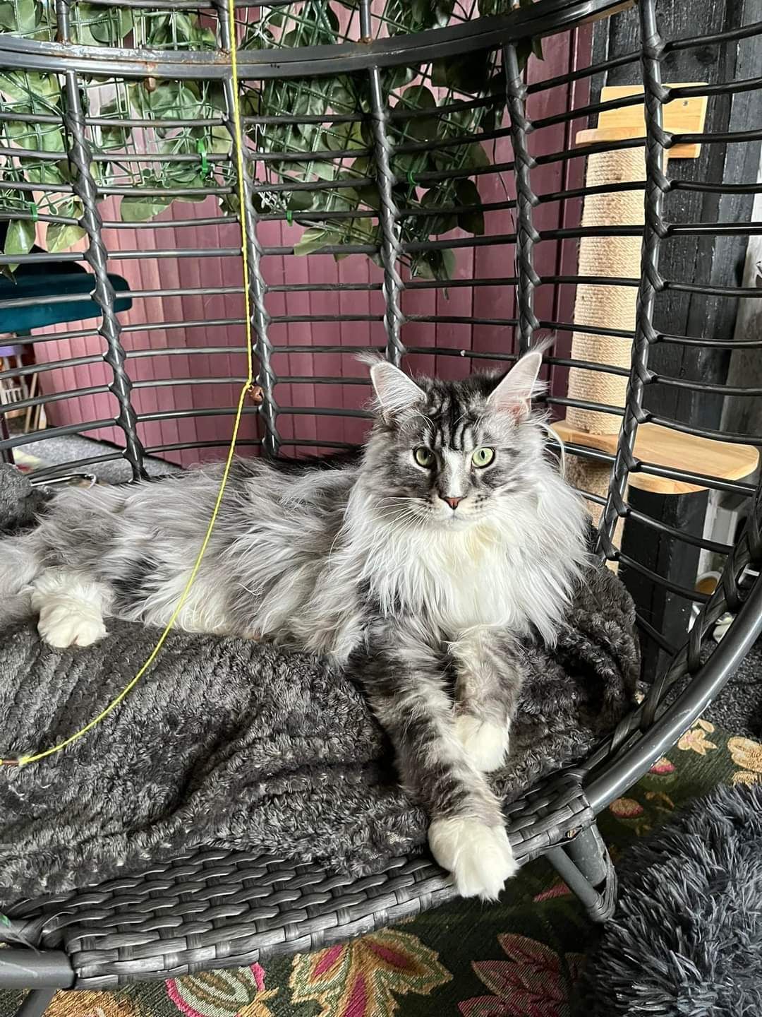 maine coon