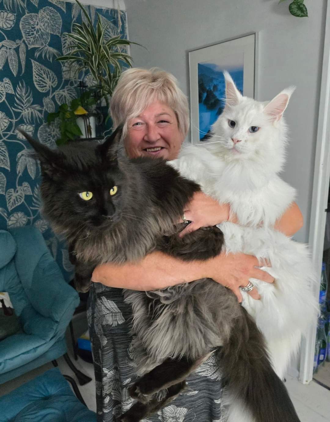 maine coon