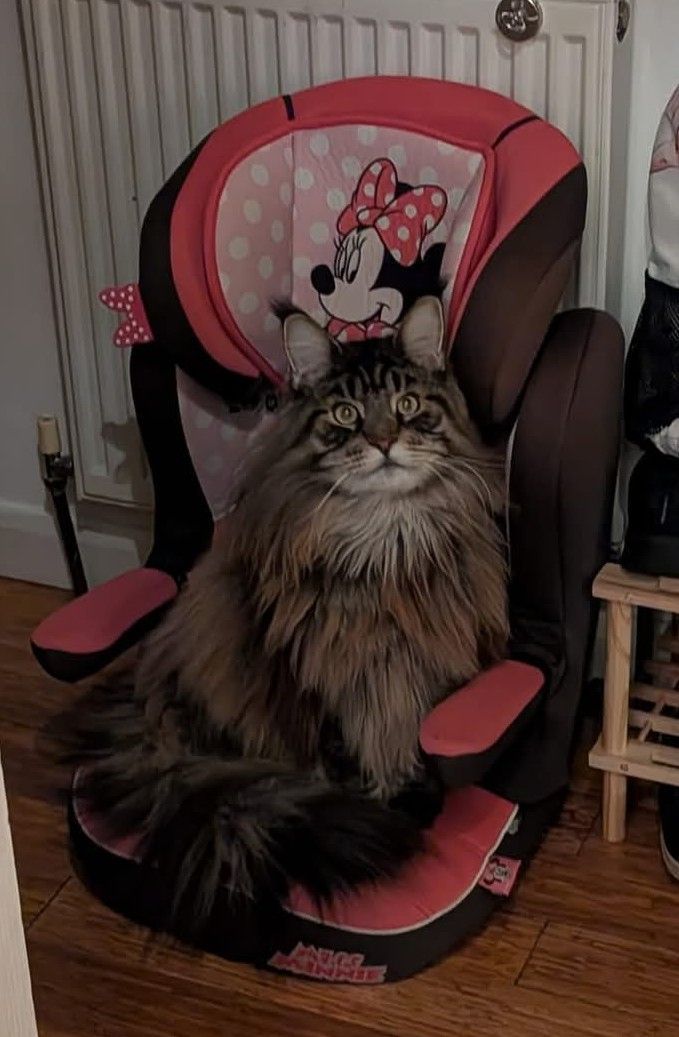maine coon
