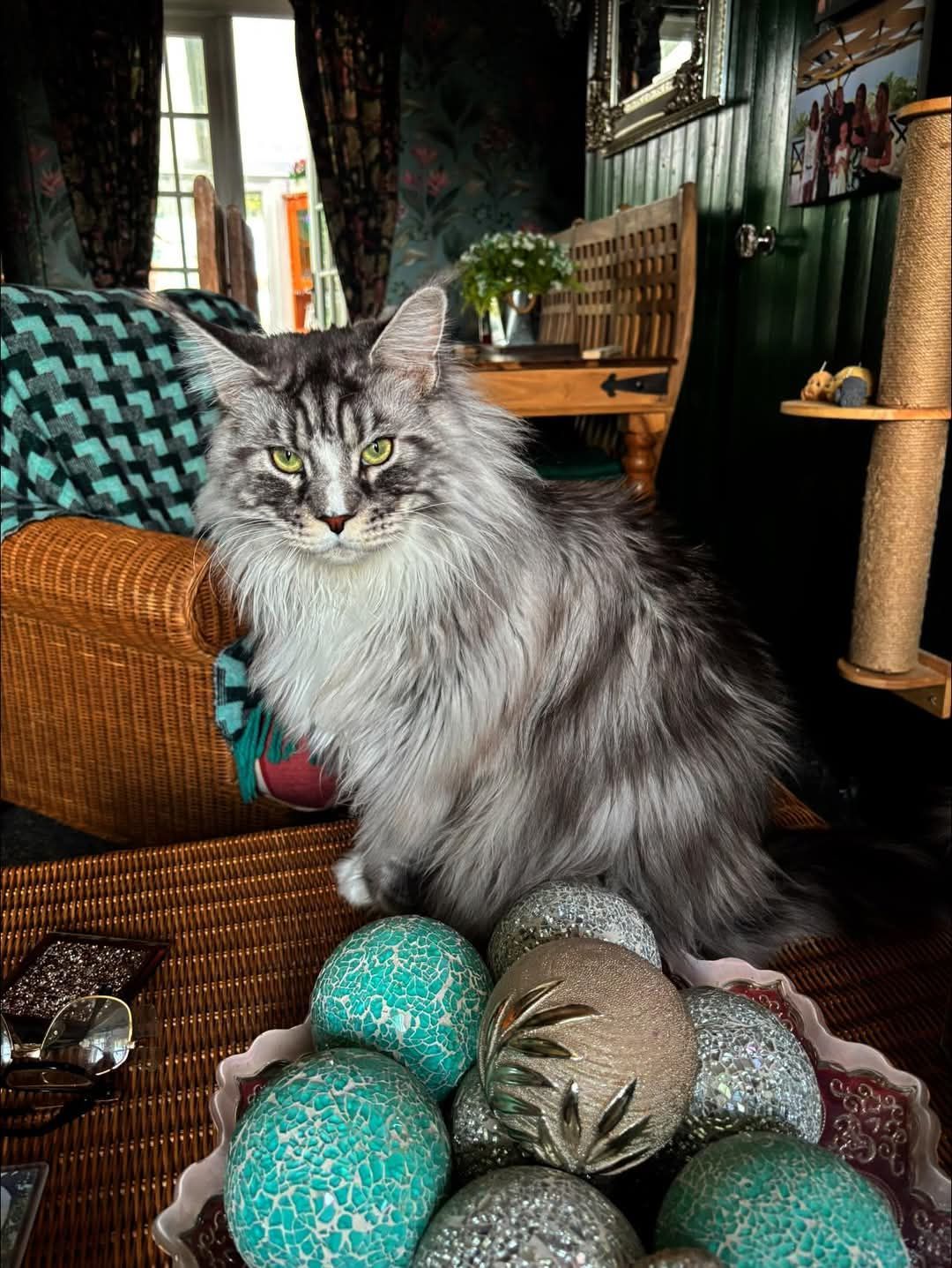 maine coon