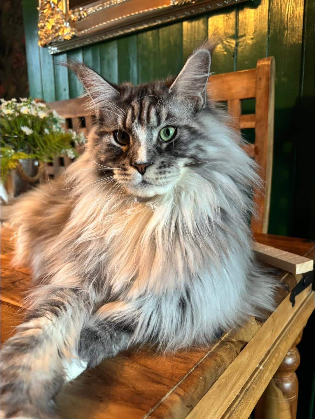 maine coon
