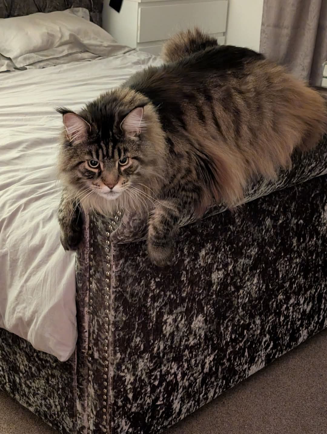 maine coon