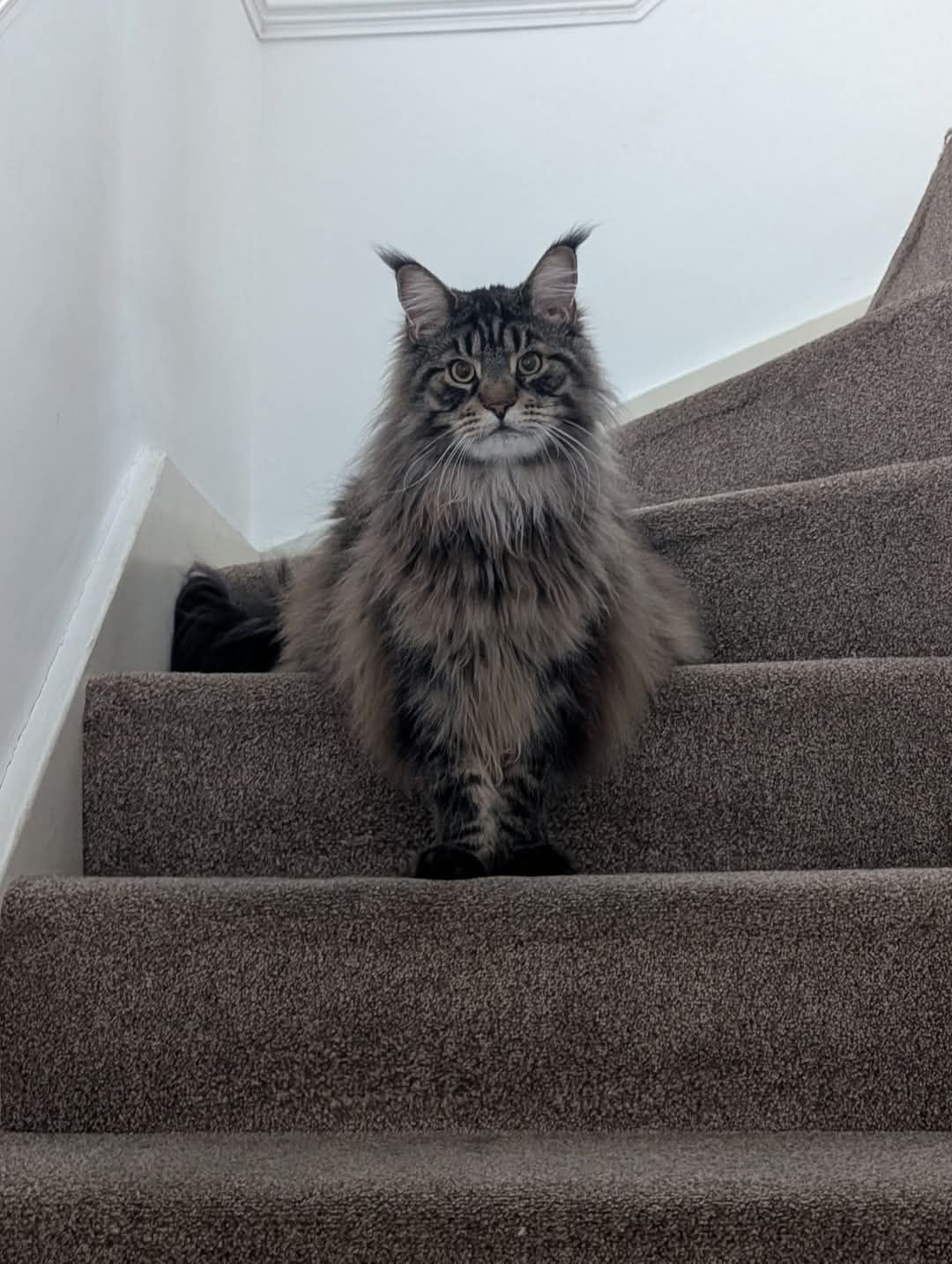 maine coon